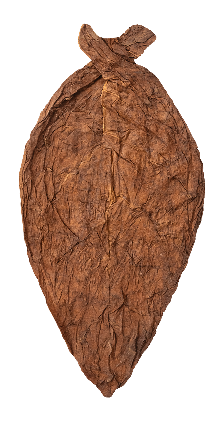 hand of Condega Valley Criollo 98 Viso filler-viso tobacco